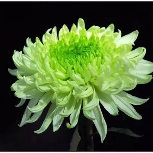 龍泉菊花苗批發(fā)價格