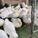 无锡销售科尔鸭养殖基地