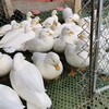 濟南出售科爾鴨景區觀賞動物