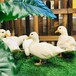 青岛宠物科尔鸭养殖基地