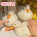 武汉出售科尔鸭养殖技术