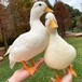 无锡出售科尔鸭养殖技术