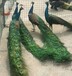 无锡孔雀养殖基地，养殖孔雀经济效益