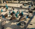 瀘州孔雀養殖基地，養殖孔雀經濟效益
