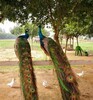 山東省出售活體觀賞孔雀價格孔雀市場價格萬合珍禽養殖