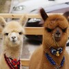 蘇州銷售羊駝景區觀賞動物