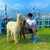 南京寵物羊駝景區觀賞動物