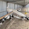 湖南省出售活體觀賞孔雀價格孔雀養殖廠萬合珍禽養殖