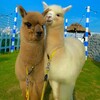 鄭州出售羊駝景區觀賞動物