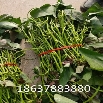 大量供應(yīng)脫毒紅薯苗品質(zhì)好產(chǎn)量高