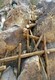 自贡生态园施工仿木栏杆假树大门,人造洞穴产品图