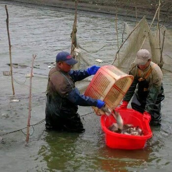 銀鯽魚苗-銀鯽魚