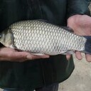 中科3號(hào)鯽魚(yú)供應(yīng)湖北荊州鯽魚(yú)