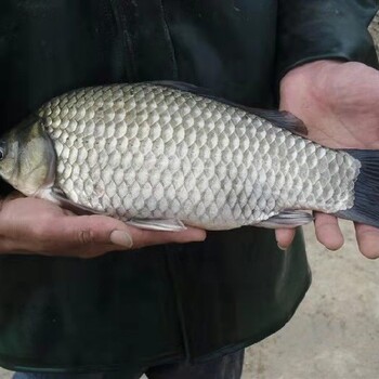 湖南永州花鲢苗水产花鲢鱼苗养殖基地