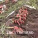 脱毒红薯苗种植基地-豫薯868大量供应