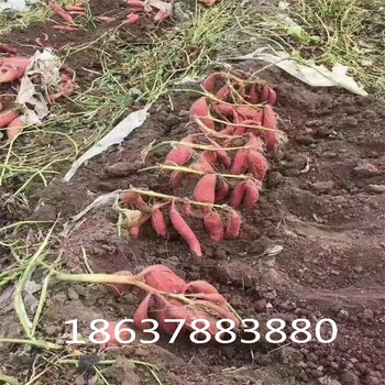 河南脫毒紅薯苗基地品種推薦美國9408