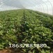 內蒙古脫毒紅薯苗基地脫毒地瓜苗大量供應