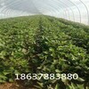 河北大型脫毒紅薯苗基地供應脫毒紅薯苗價格
