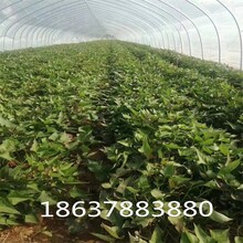 山東脫毒紅薯苗基地高產(chǎn)地瓜苗品質(zhì)圖片