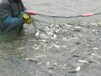 中科3號(hào)鯽魚出售湖北咸寧鯽魚