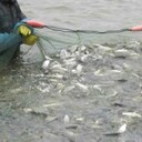中科3號(hào)鯽魚(yú)供應(yīng)湖北天門(mén)鯽魚(yú)