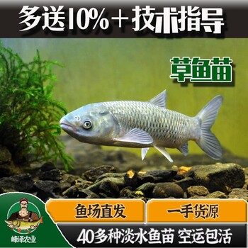 吉林松原花白鰱魚(yú)苗批發(fā)鯉魚(yú)草魚(yú)苗批發(fā)鯽魚(yú)黑魚(yú)苗批發(fā)