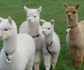 蘇州羊駝養殖周期,寵物羊駝價格
