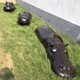 仿真彩繪動物雕塑圖