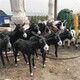 公園仿真動物雕塑圖