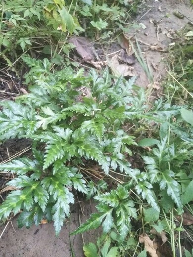 雅黄连苗,雅连,种植基地