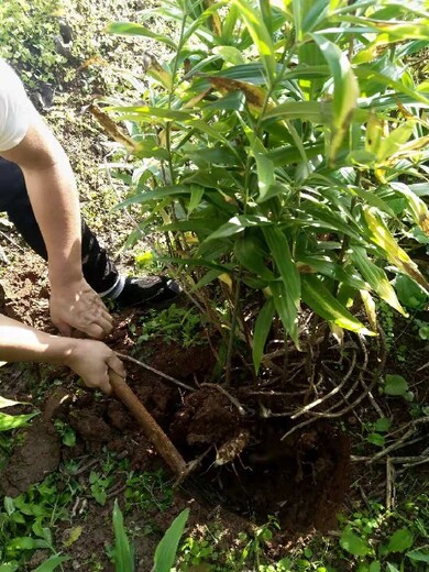 不倒苗黄精,黄精苗种植基地,黄精小苗