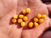 黄精种苗,多花姜型黄精,1.5厘米黄精苗