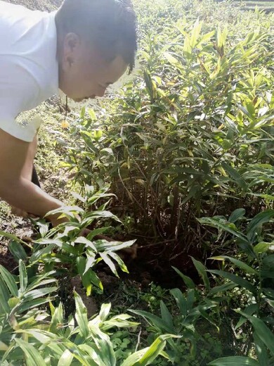 重庆黄精小苗育苗基地