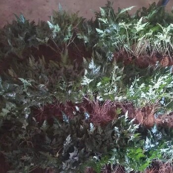 陜西哪里有黃連種子