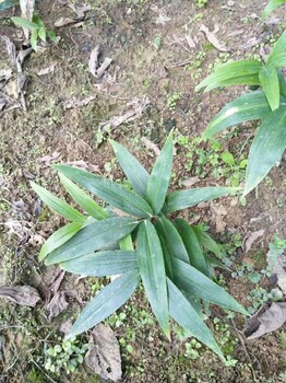 云南黃精種苗種植基地