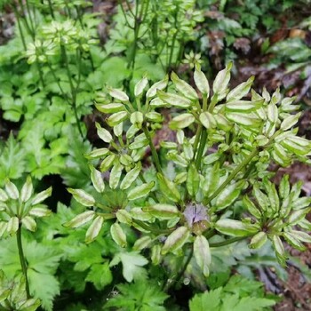 延安黃連種子種植基地