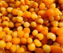 多花姜型黄精,黄精苗种植基地,黄精种子图片