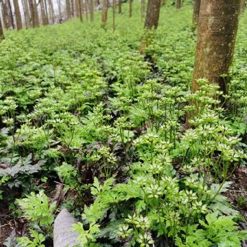 黄连籽,雅连,种植基地