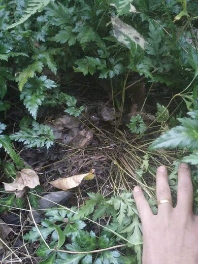 廣西黃連種子種植基地