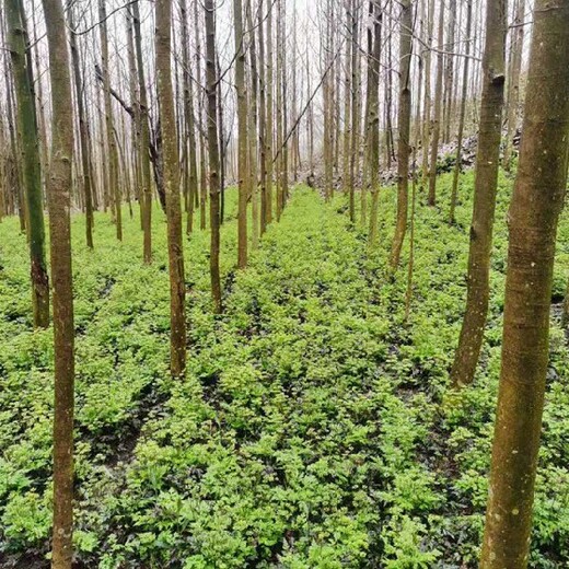 好品种黄连苗,雅连,种植基地