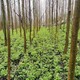 石柱黃連圖