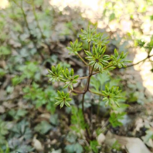 高产黄连苗,川黄连种子,供应