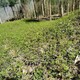 黃蓮苗子圖