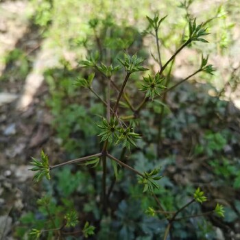 四川黄连苗,黄莲苗子,价格