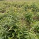 雞頭黃精圖