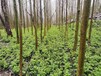 黄连籽,川黄连种子,种植基地