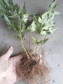 好品種黃連苗,藥用黃連,供應