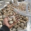 遼中區供應天然鵝卵石園林鵝卵石彩色礫石水洗石