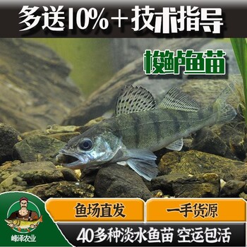 內(nèi)蒙古錫林浩特市梭鱸魚苗九道黑魚苗夏花河鱸魚苗水花五道黑魚苗活體