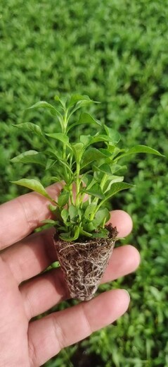 永州五色草種苗定制